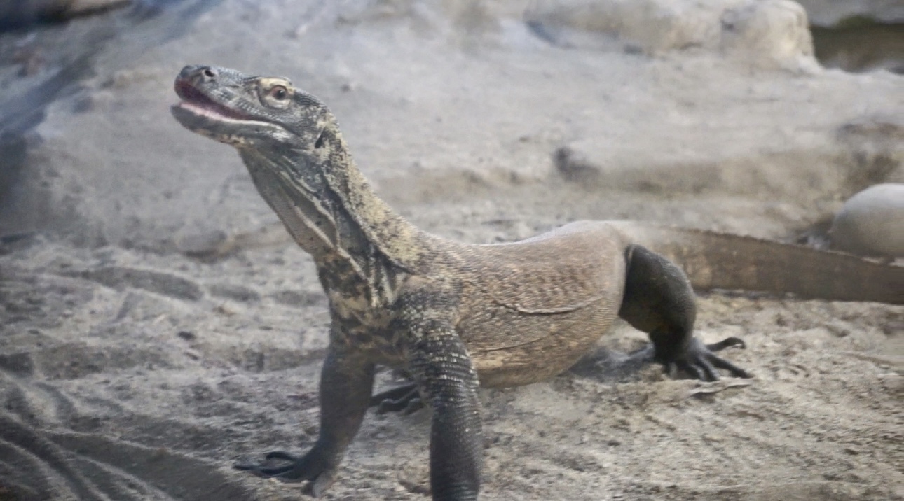 promosi wisata komodo