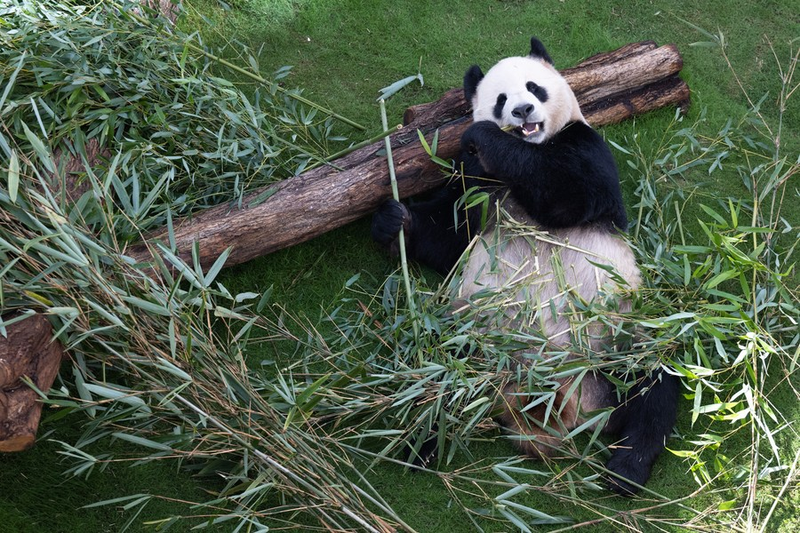 Panda raksasa di Doha