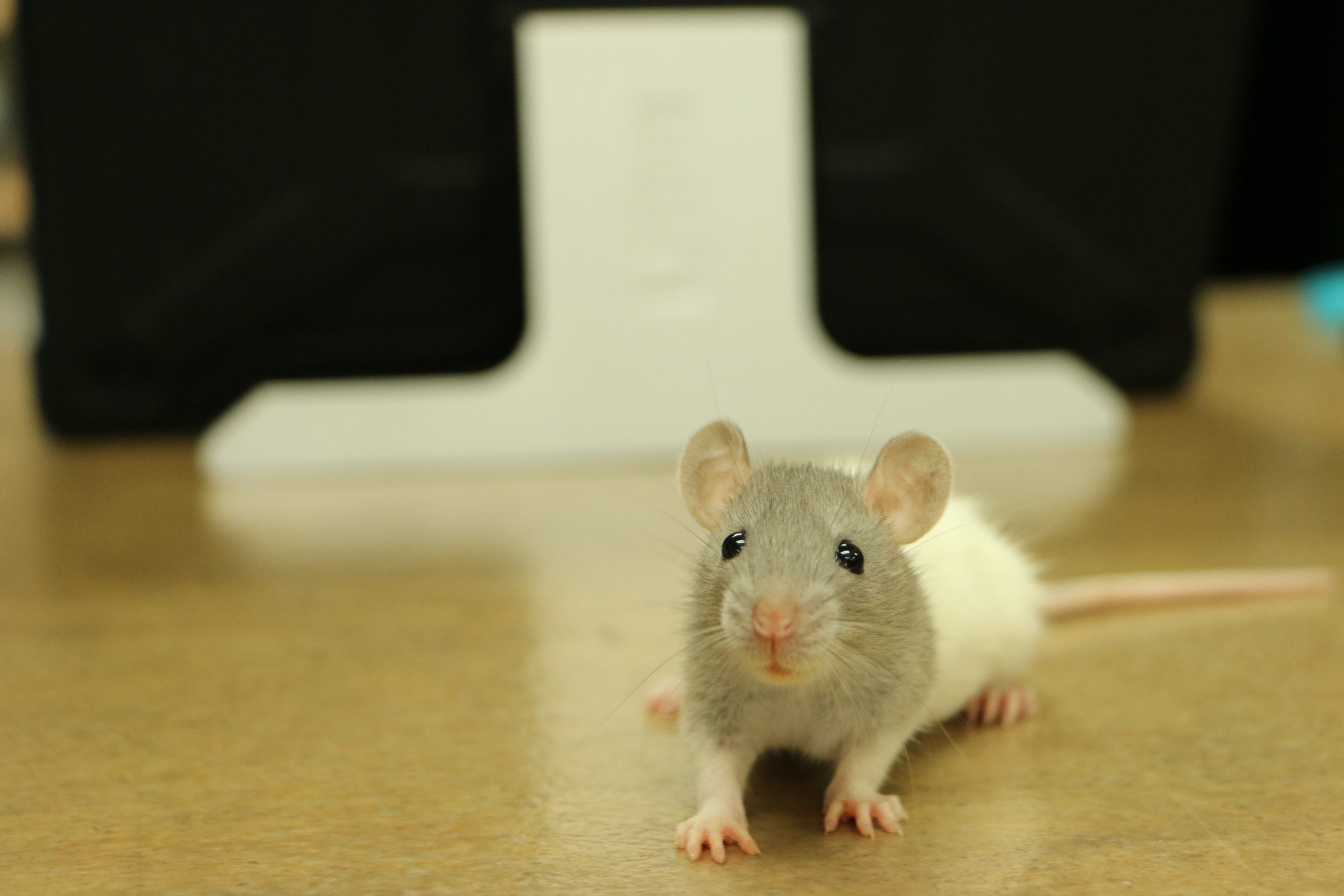 Efek musik pada tikus