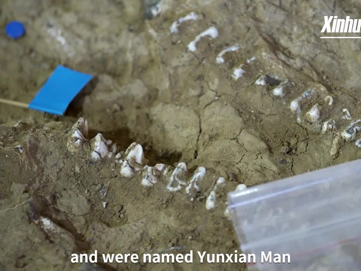 Fosil tengkorak Homo erectus