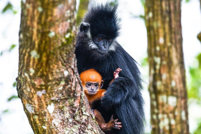 Kawasan lindung dan konservasi