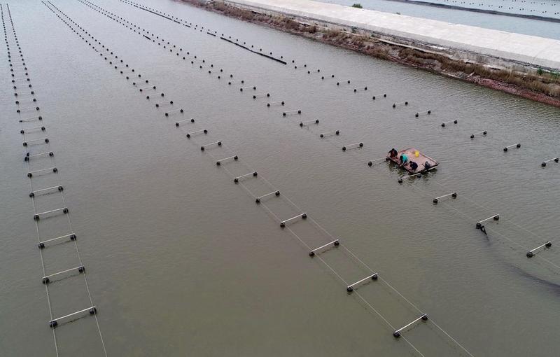 Budi daya marikultur