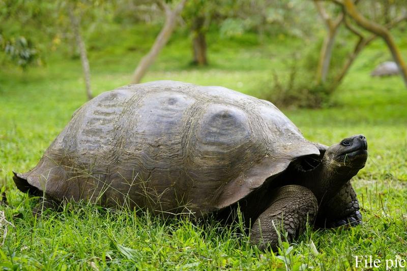 Kepulauan Galapagos di Ekuador