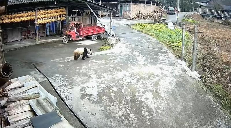 Panda raksasa liar