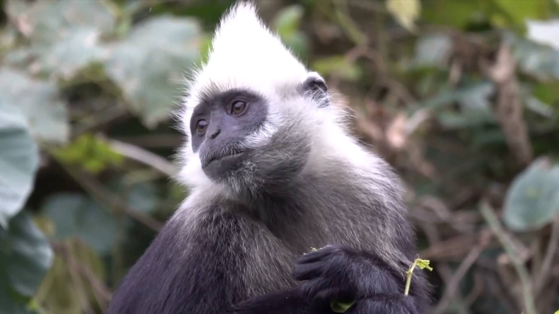 Langur kepala putih