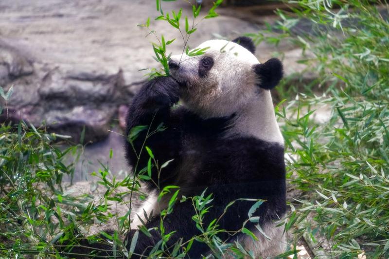 Panda raksasa Xiang Xiang