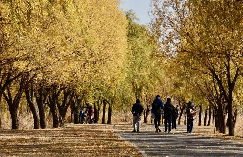 Proyek aforestasi di Beijing