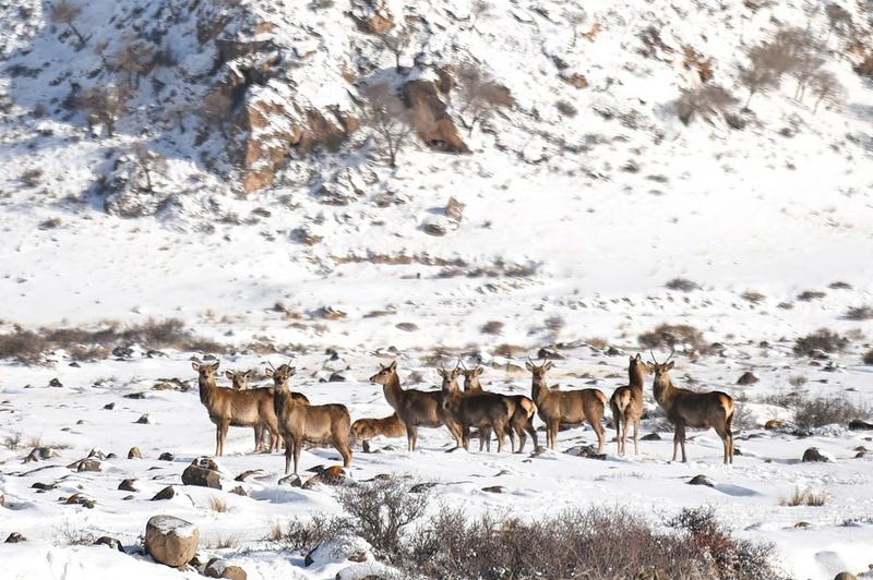 Regenerasi organ pada manusia