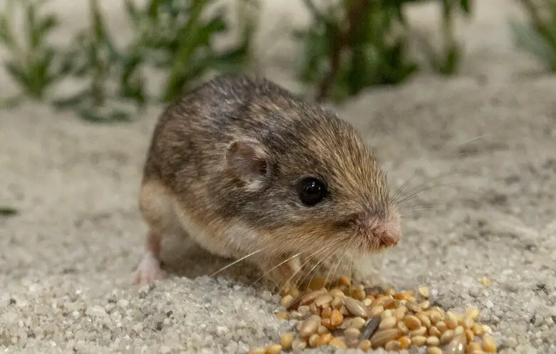 Tikus saku Pasifik