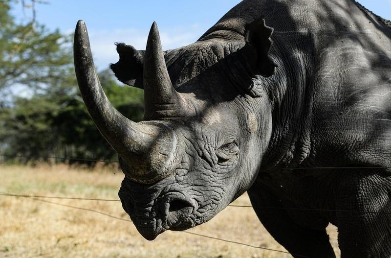 Kenya Wildlife Service