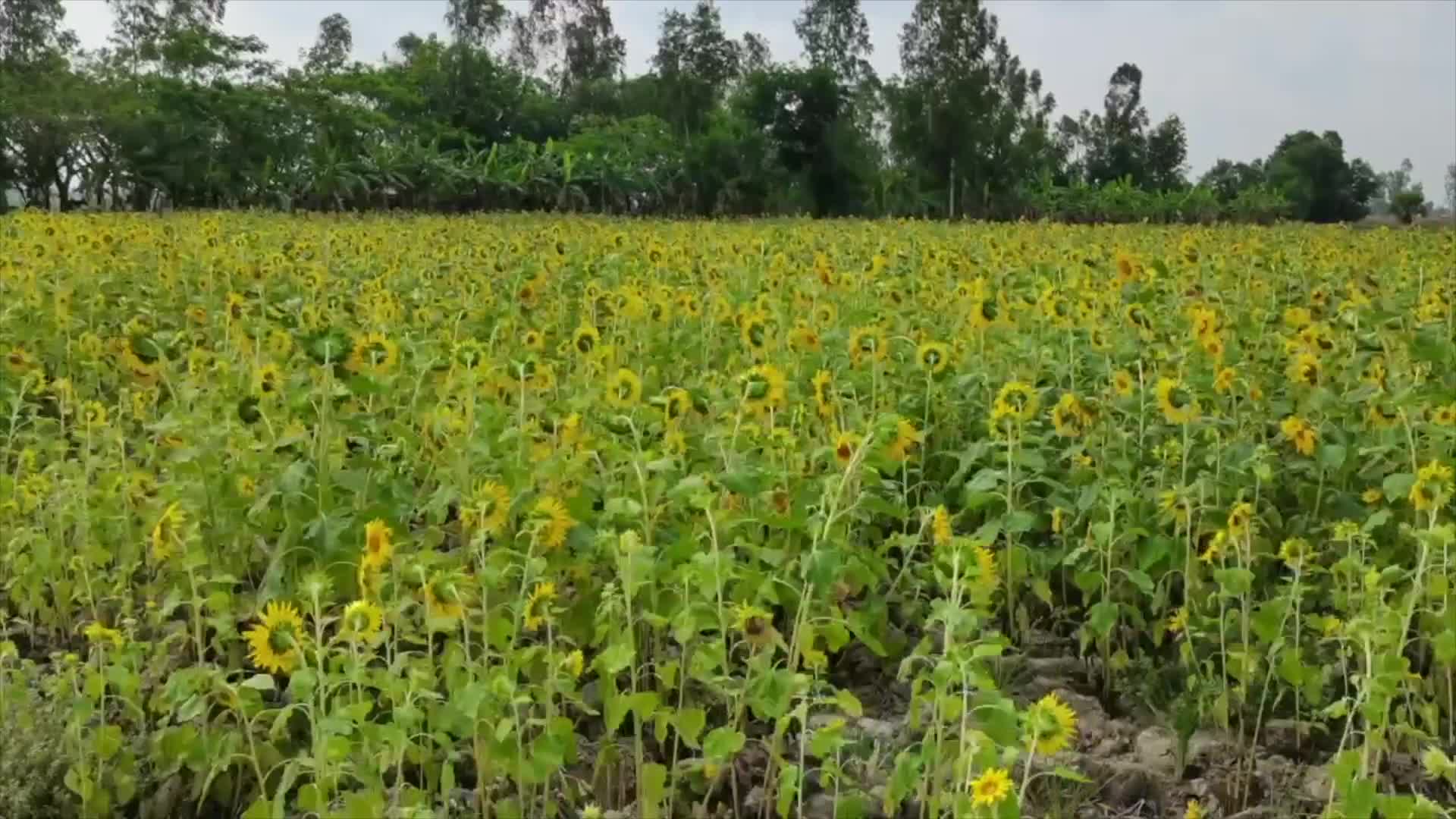 Minyak bunga matahari