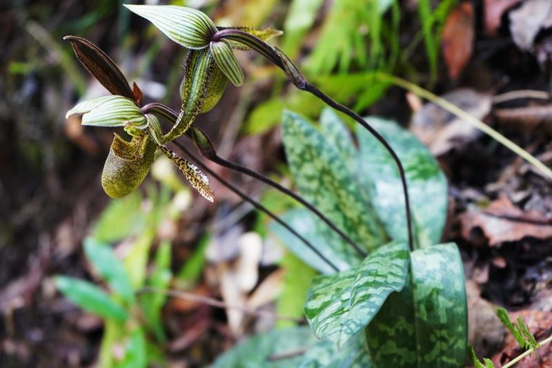 Spesies anggrek langka Paphiopedilum