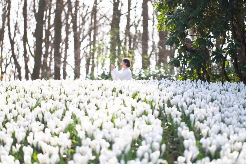 Taman bunga Keukenhof Belanda