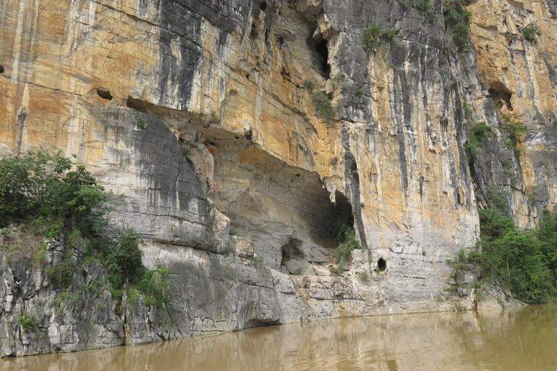 Ular prasejarah Python bivittatus