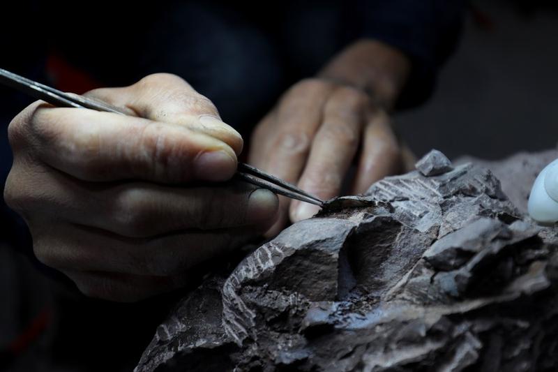 Fosil telur dinosaurus Oviraptorosaurus