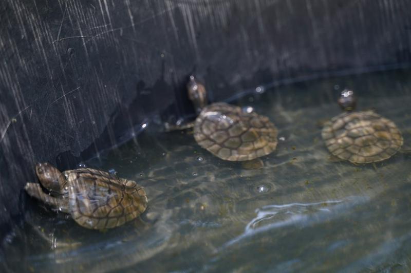 Royal Turtle