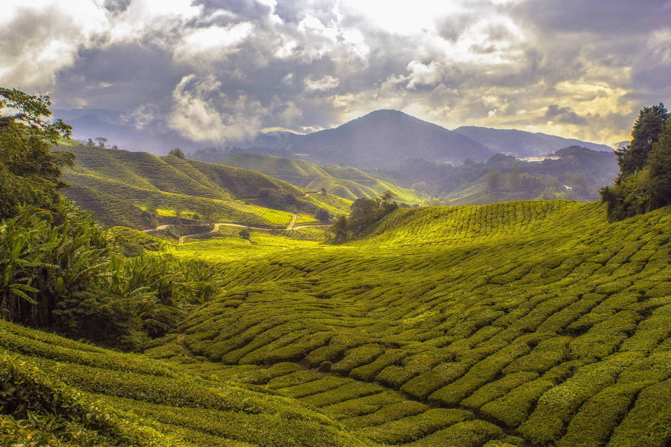 Perkebunan teh