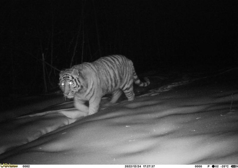 Harimau Siberia