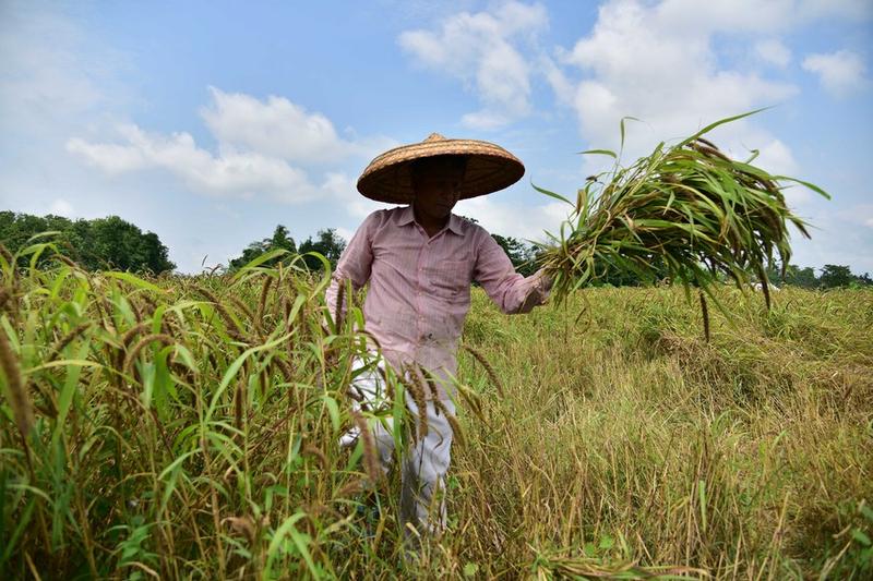 Beras putih nonbasmati