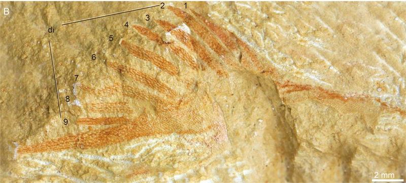 Formasi Xiushan Silurian