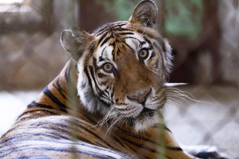 Populasi harimau Siberia liar