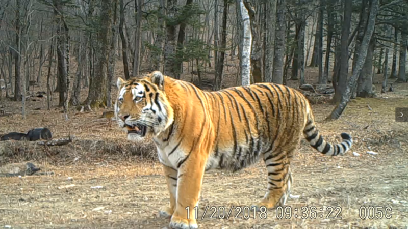 Taman Nasional Harimau