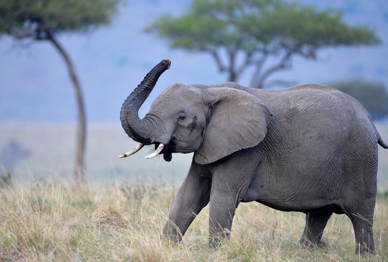 Hari Gajah Sedunia