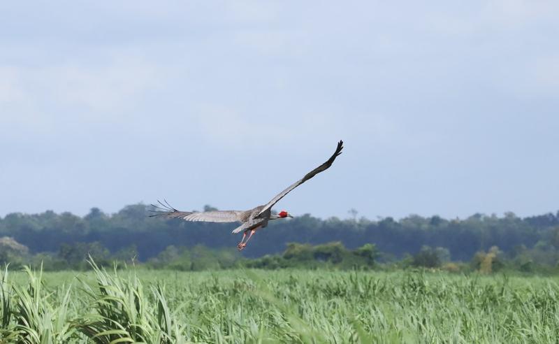 Jumlah burung bangau sarus
