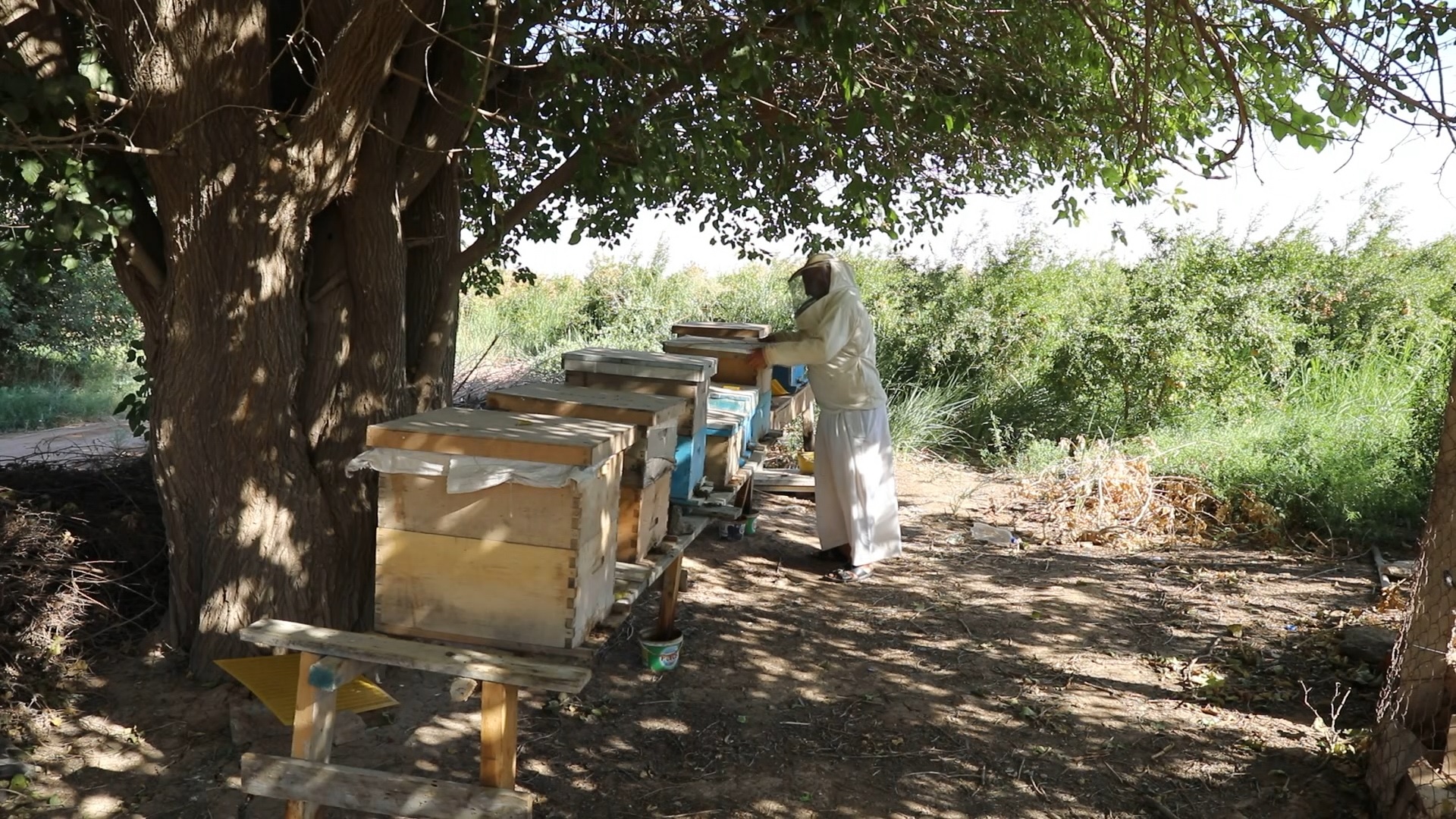 Profesi beternak lebah