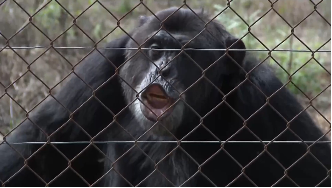 Penghargaan Kepribadian Unik Satwa