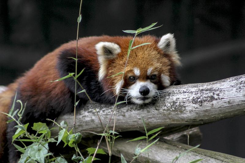 Konservasi panda raksasa China