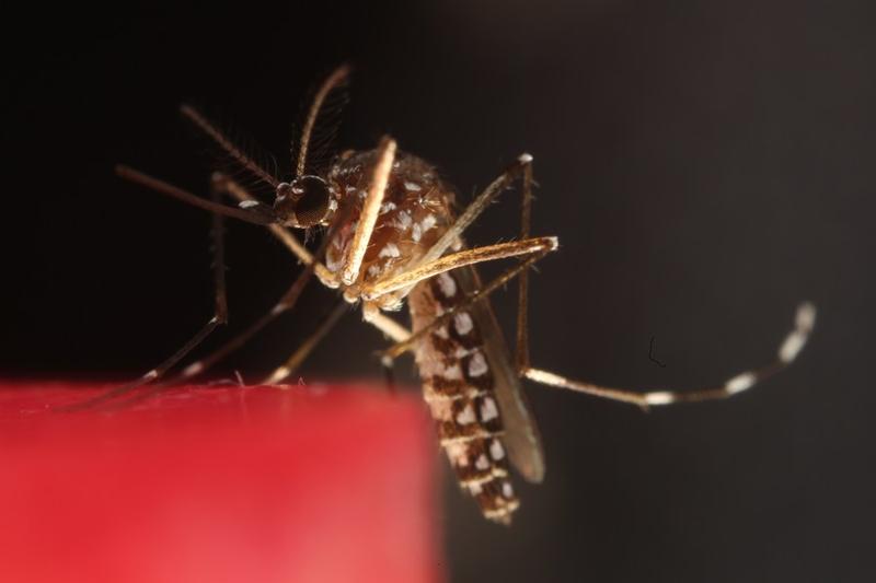 Penyakit malaria