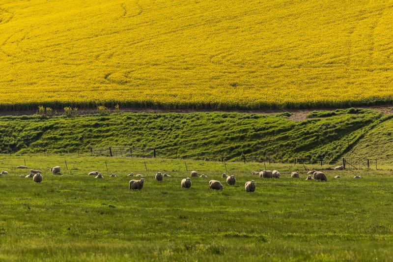 Program vaksin herpes zoster