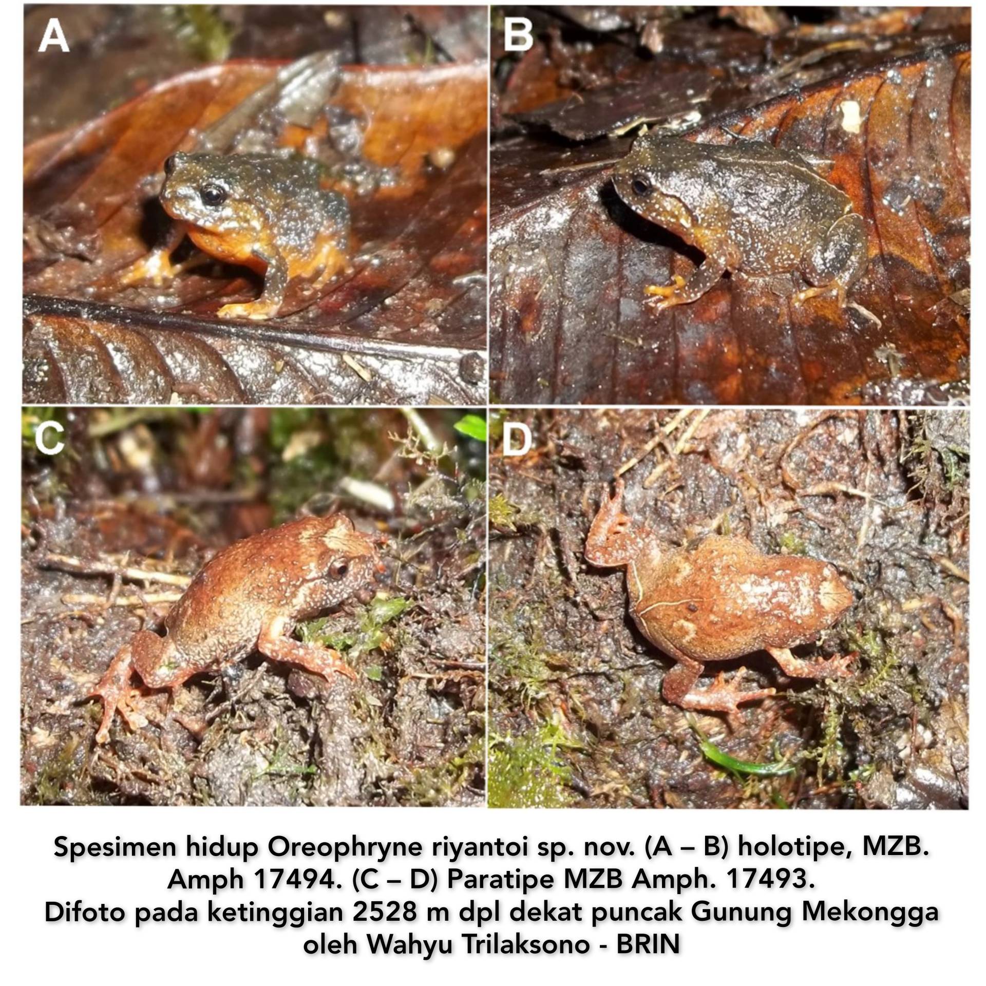 Oreophryne riyantoi