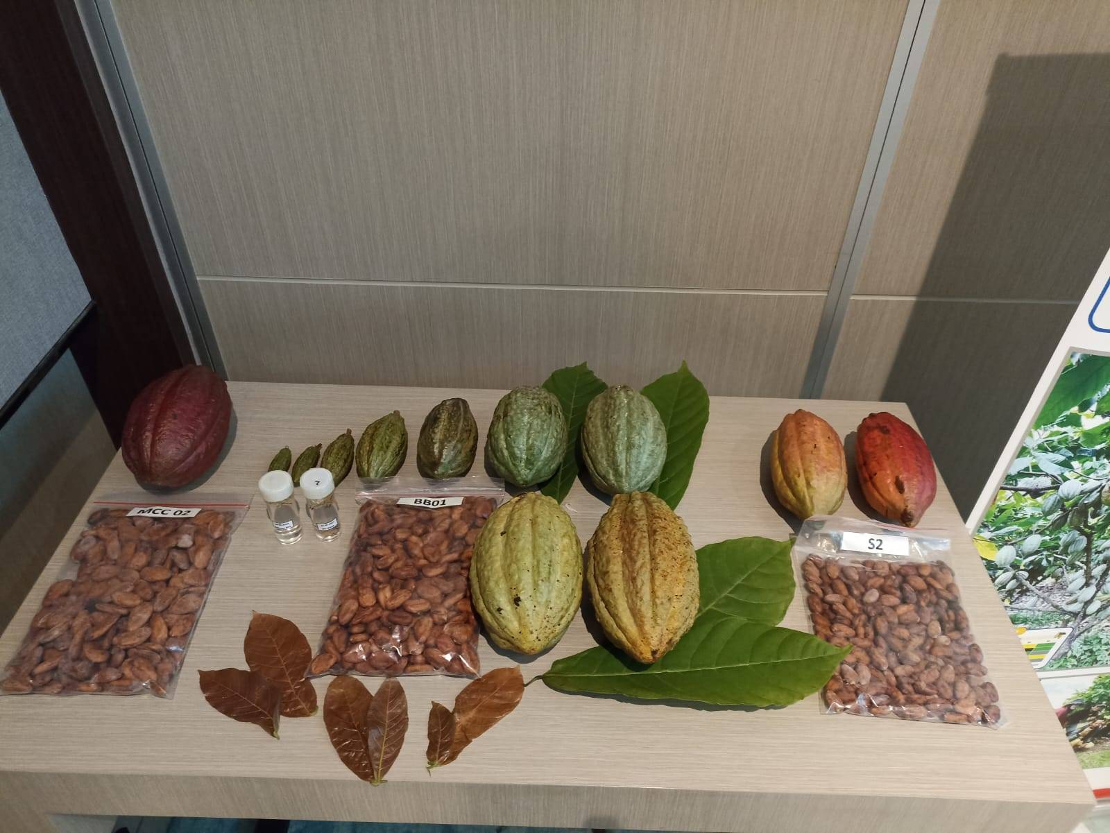 Varietas Pinang Wangi Sikucua