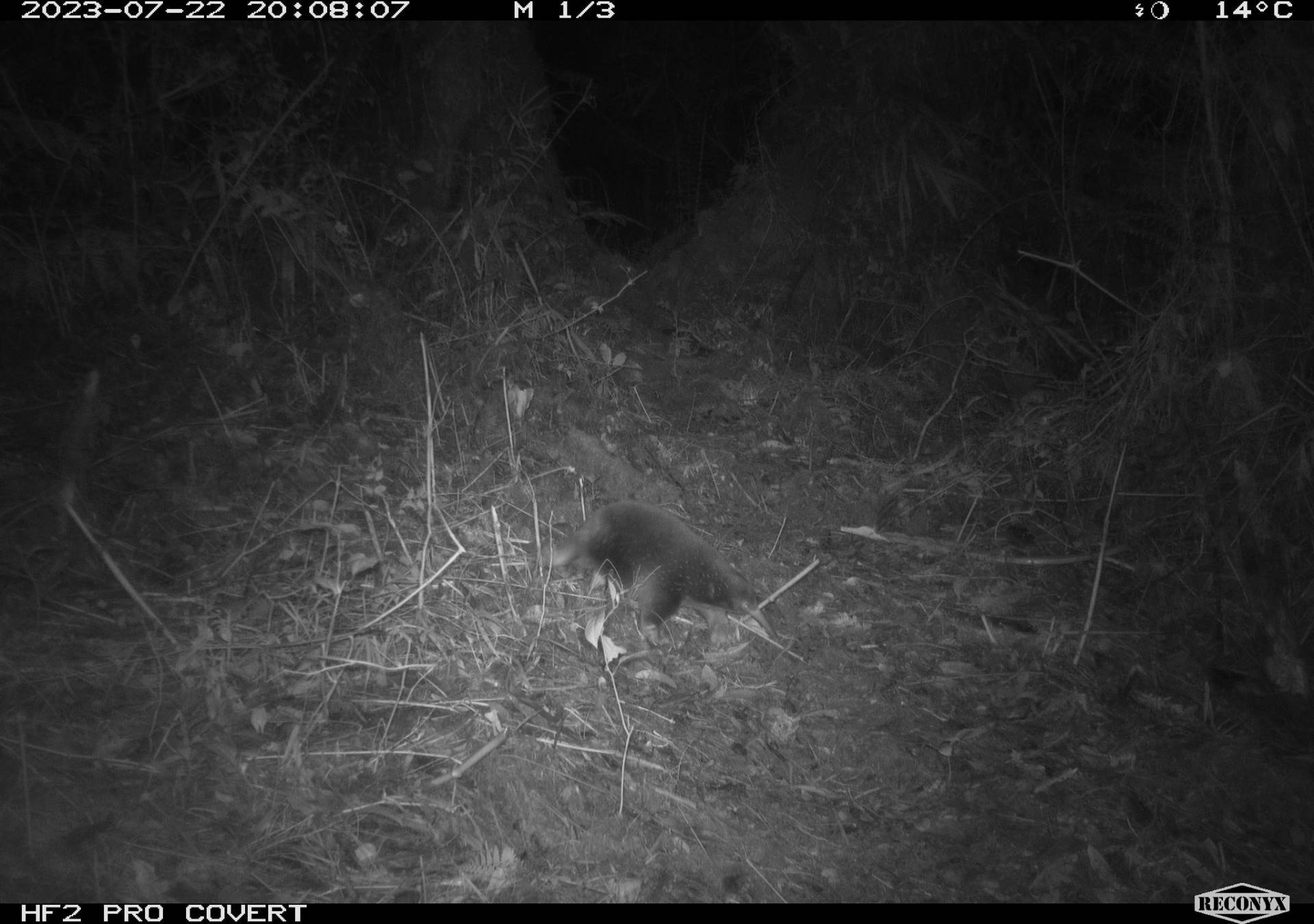 Echidna Paruh Panjang Attenborough