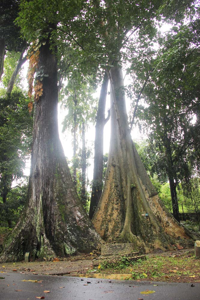 Pengembangan Kebun Raya Bogor