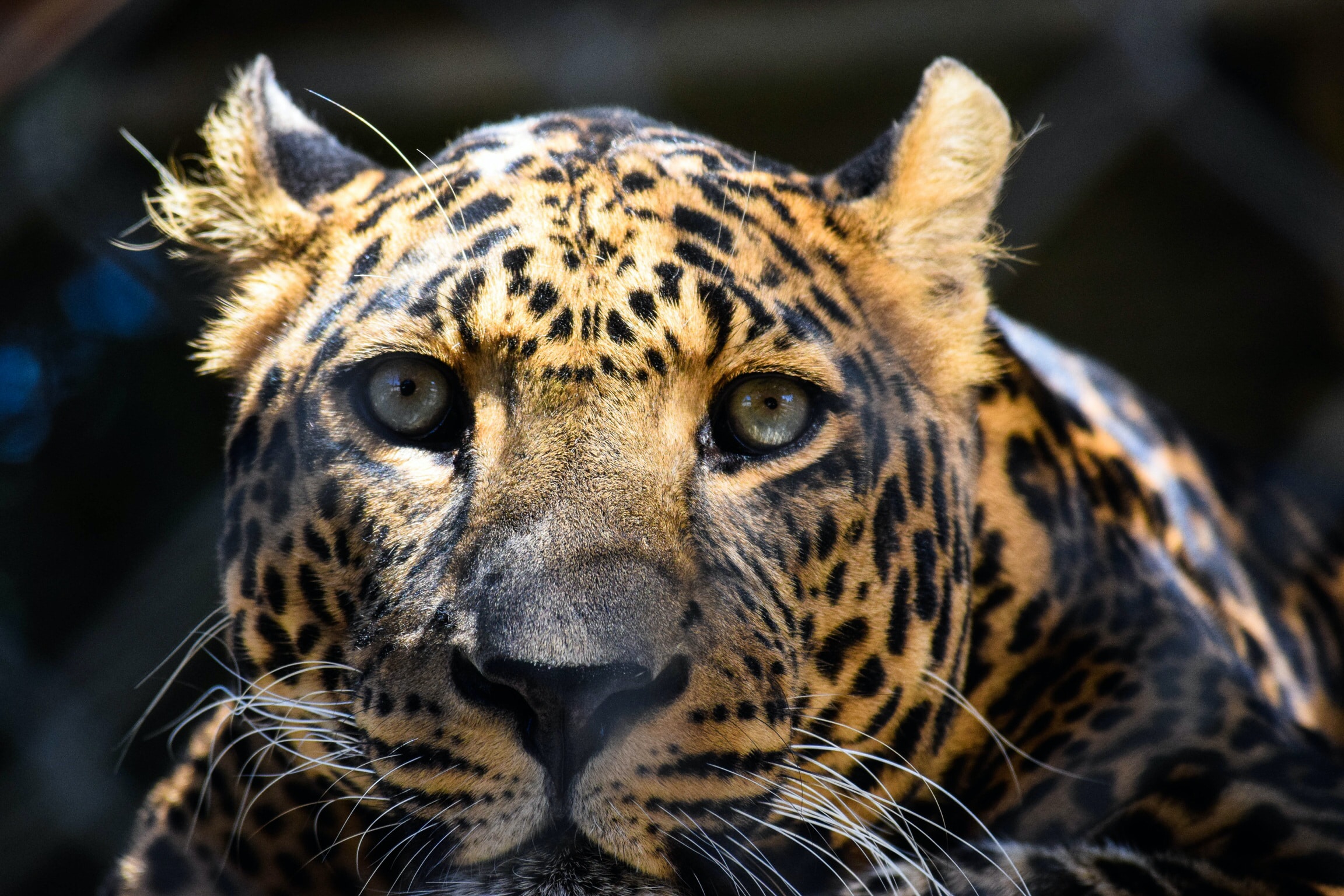 Kucing macan tutul