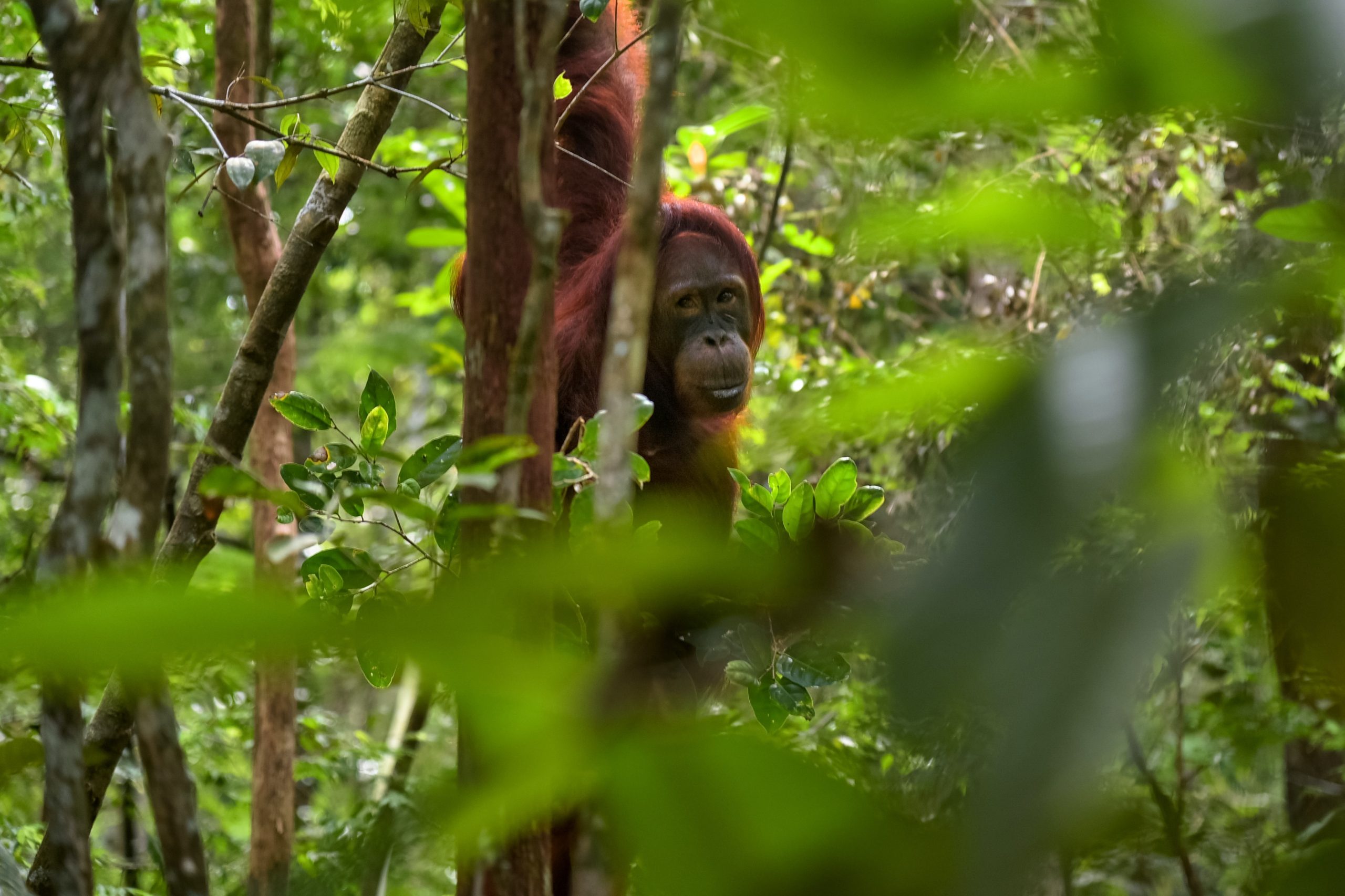 Kebakaran hutan dan lahan