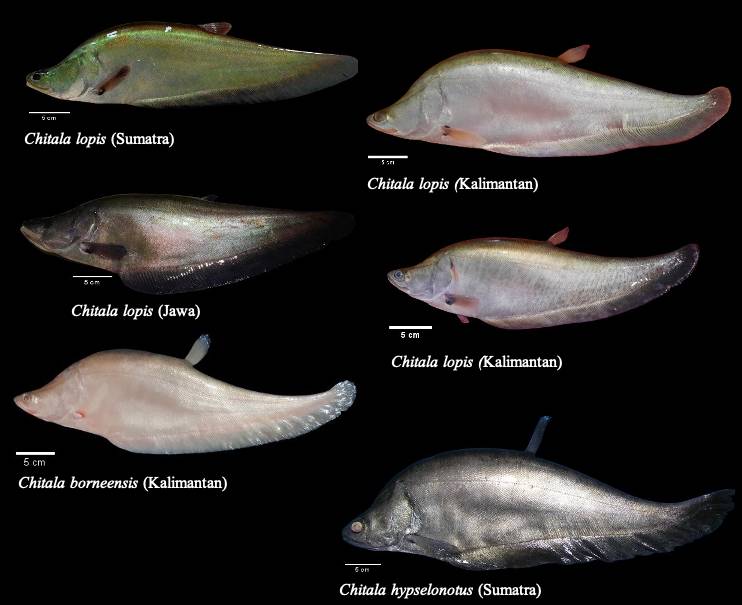 Spesies ikan belida Chitala