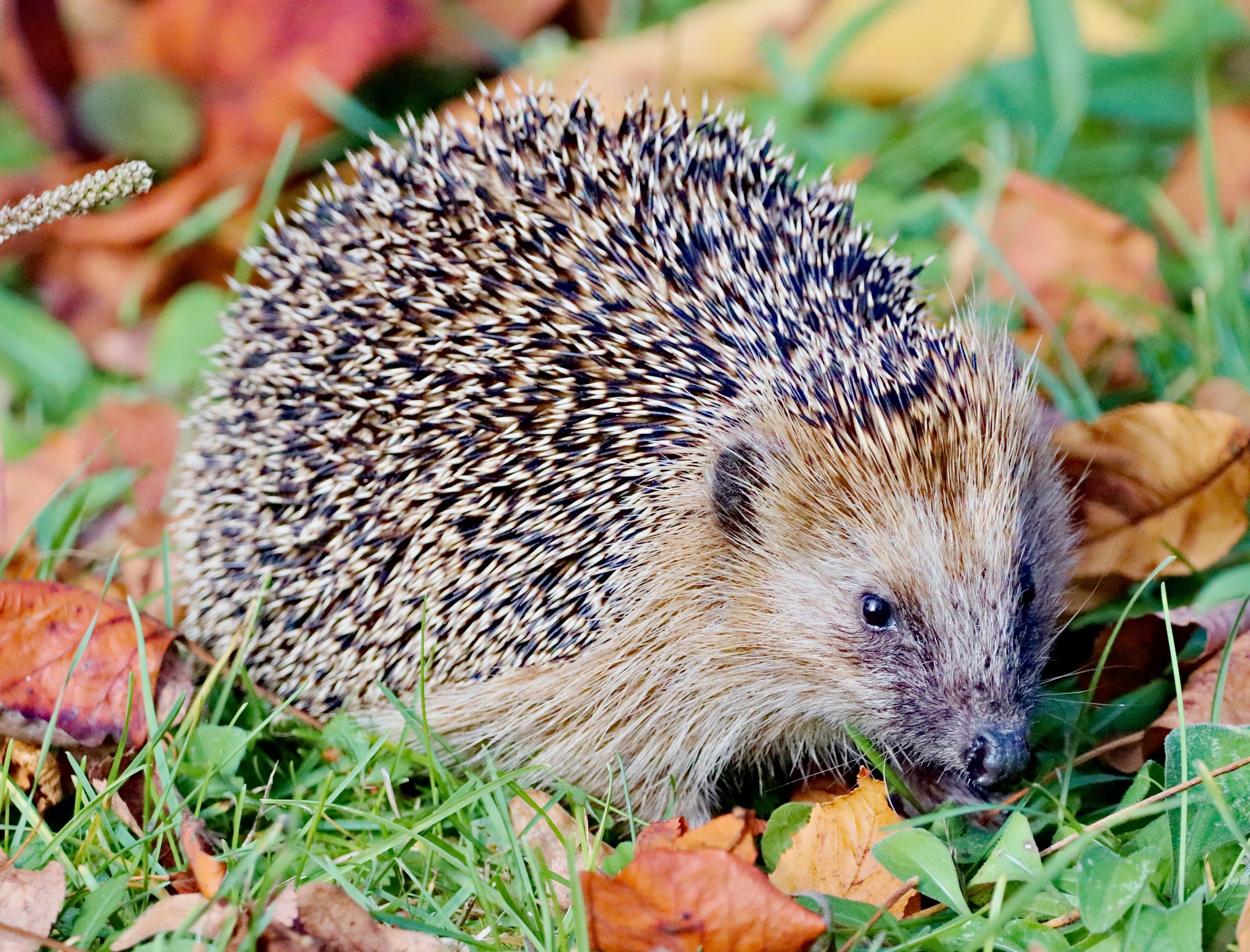 Javanese porcupines (Hystrix javanica)