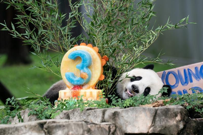 Panda raksasa kelahiran AS