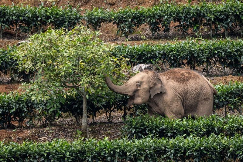 Proses evolusi gajah purba