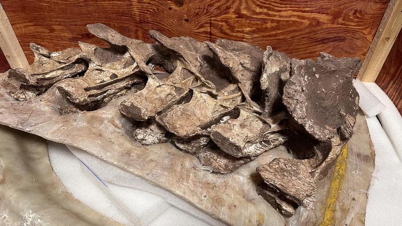 Fosil tulang dinosaurus