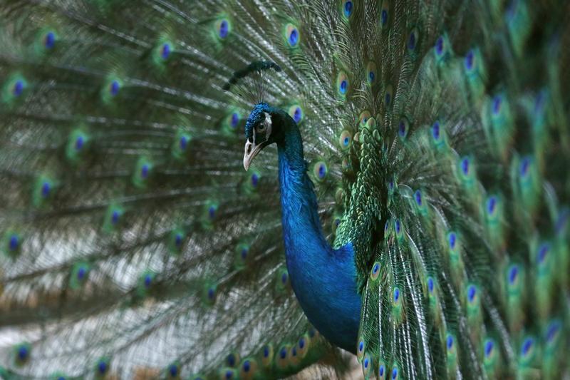 Yangon Zoological Garden
