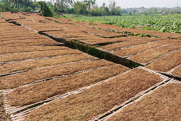 Tobacco control in Indonesia