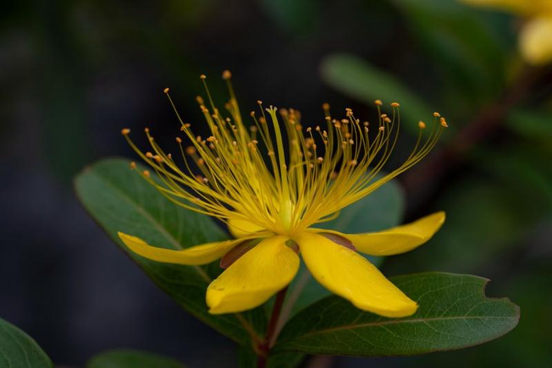 Tumbuhan Hypericum