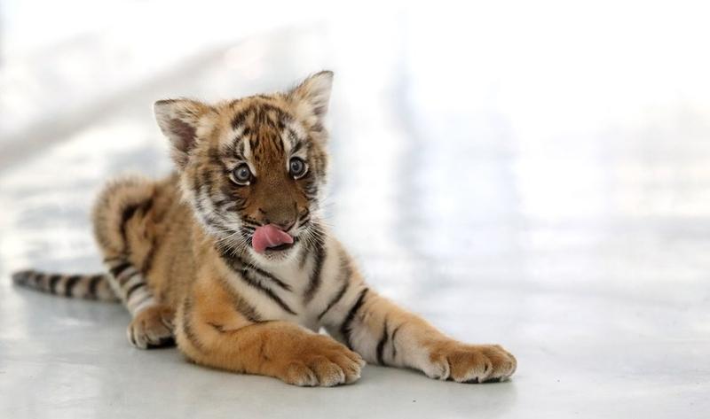 Kelahiran bayi harimau kembar