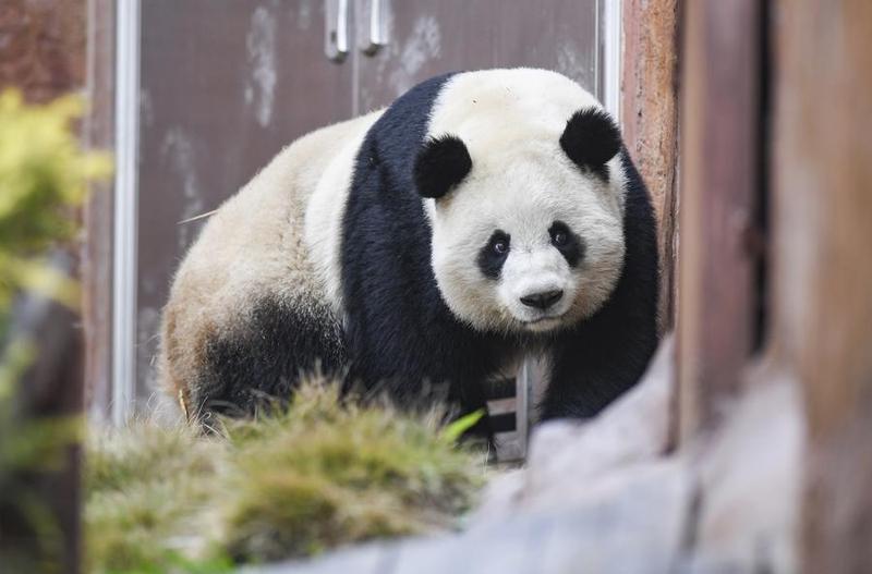 Kawasan lindung habitat panda