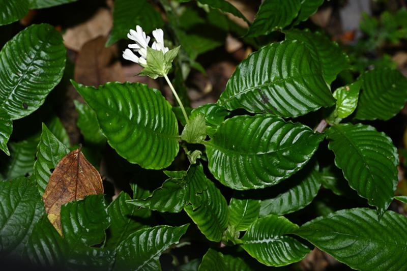 Leptomischus merupakan genus tanaman